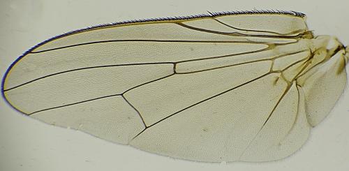 Delia platura